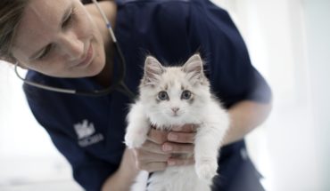 Anicura-Cat-Vet