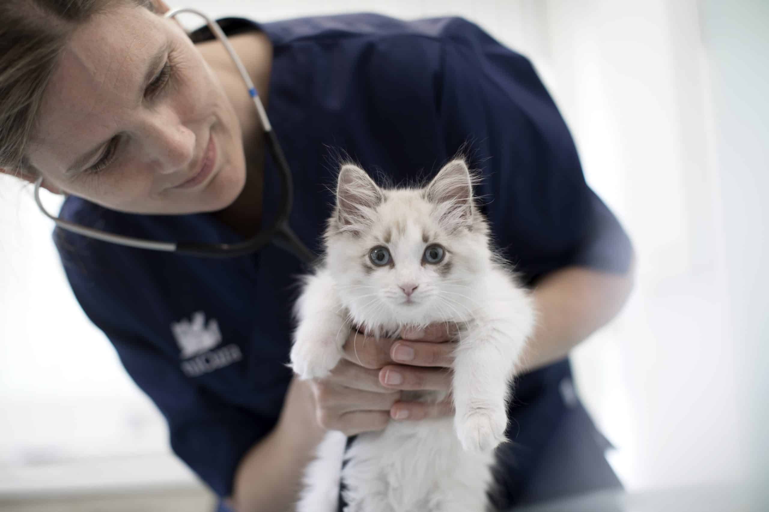 Anicura-Cat-Vet