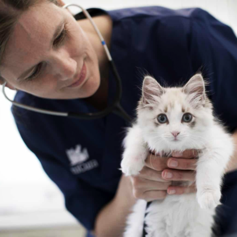 Nurse with cat